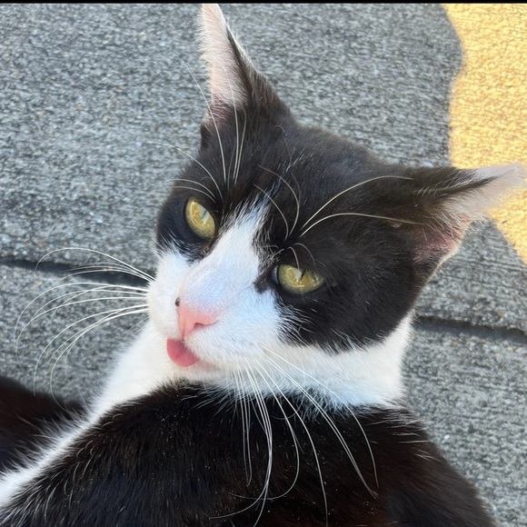 Free gift every purchase - Picture 5 of 5